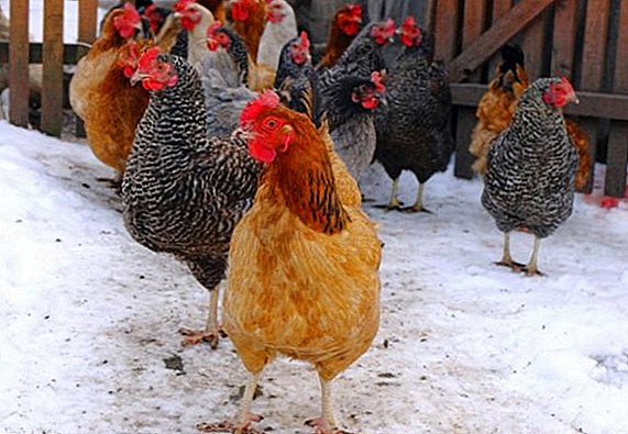Er det mulig å gi kyllinger snø i stedet for vann