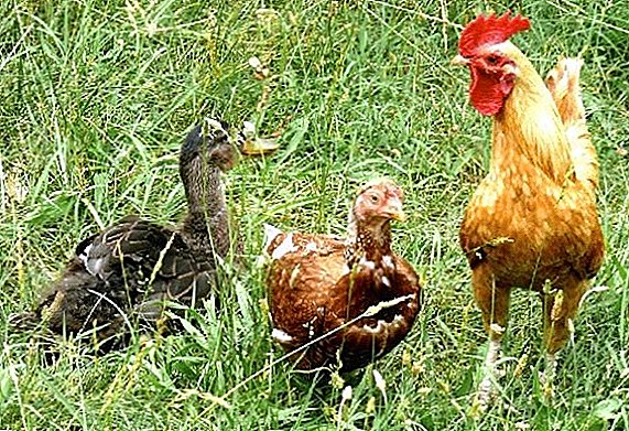 Ist es möglich, Hühner und Enten im selben Raum zu halten
