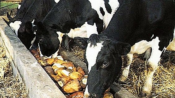 Môže krava dávať zemiaky?