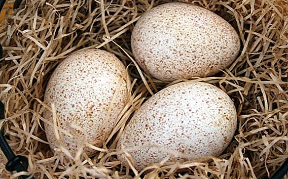 Възможно ли е да се ядат яйца от пуйка