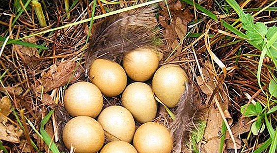 Ar galima valgyti fazanų kiaušinius