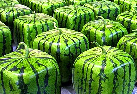 Ist es möglich und wie wird eine quadratische Wassermelone gezüchtet?