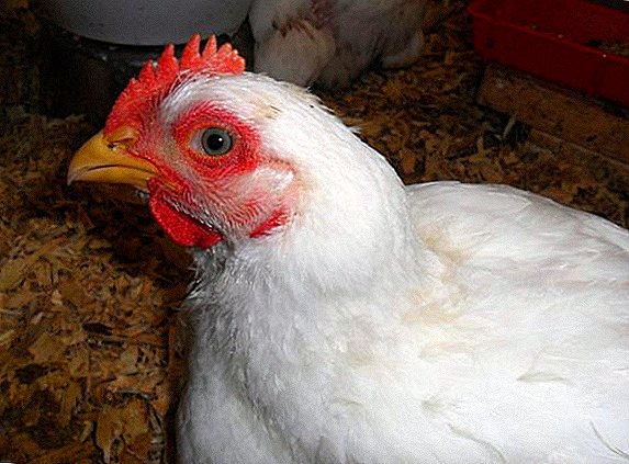 Ali je mogoče piščance krmiti z različnimi izdelki?