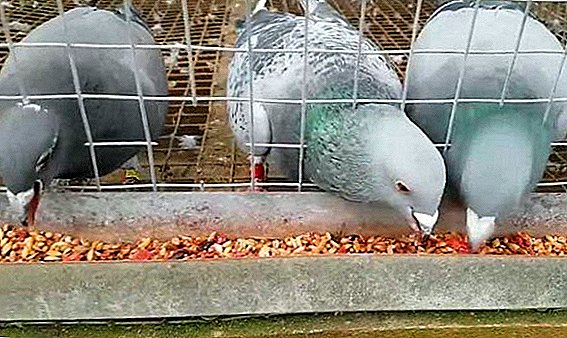 È possibile dare da mangiare ai piccioni con pane nero, miglio, grano saraceno, piselli e altri prodotti