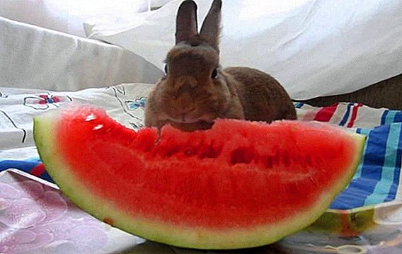 Is it possible to feed rabbits with watermelons