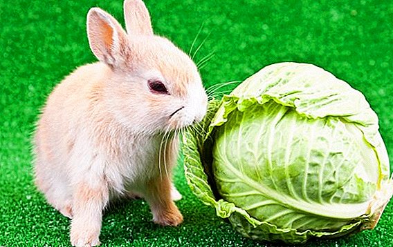 Är det möjligt att mata kaniner med kål