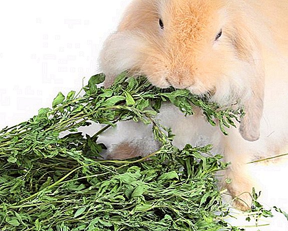 Is het mogelijk om konijnen met alfalfa te voeren?