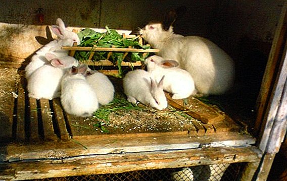 Is het mogelijk om konijnen te laten weken