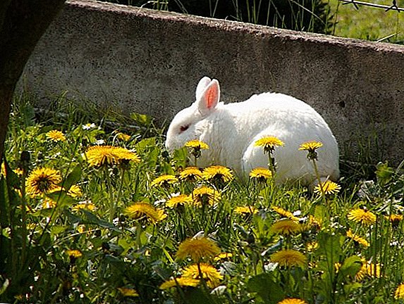 Is it possible to feed rabbits with dandelions?