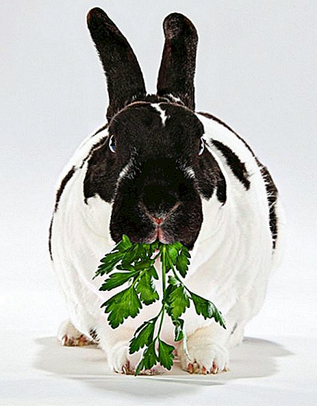 Er det muligt at fodre kaniner med persille