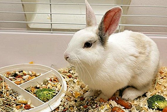 Is it possible to feed rabbits with rice