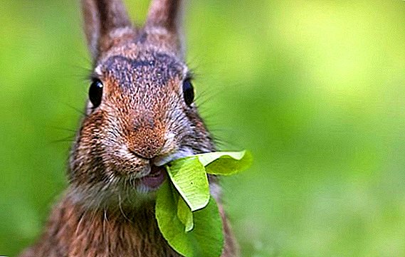 Je li moguće nahraniti zečeve kisikom