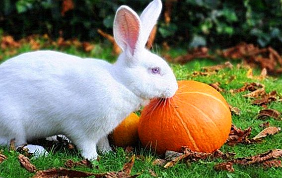 Is it possible to feed the rabbits with pumpkin