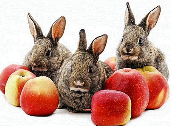 Is het mogelijk om de konijnen met appels te voeren?