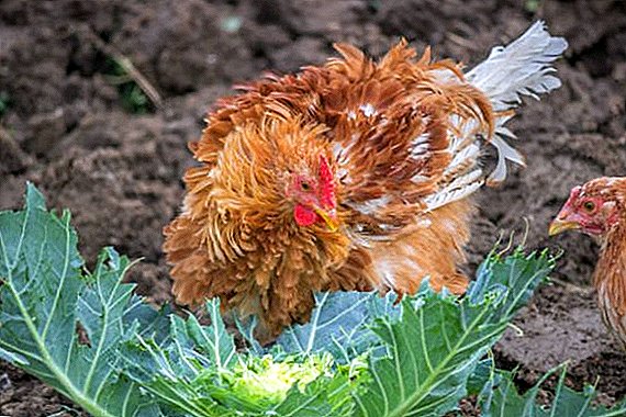 É possível alimentar galinhas com repolho