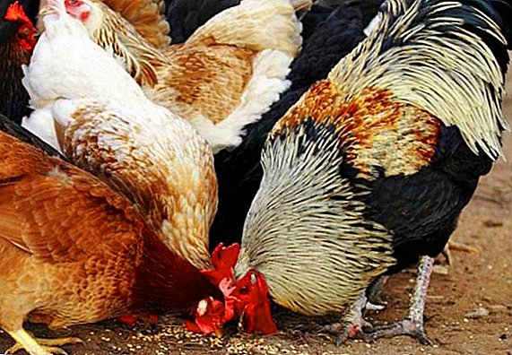 Is het mogelijk om kippen met zaden en kaf te voeren?