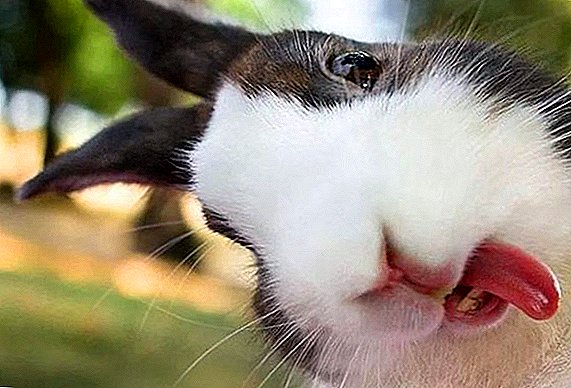 Les lapins peuvent-ils recevoir de la chélidoine?