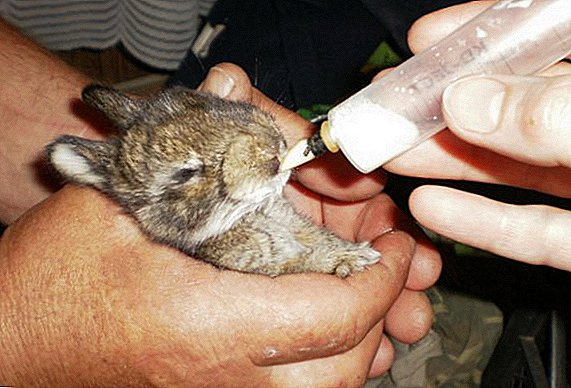 กระต่ายได้รับนมปกติและนมแห้ง
