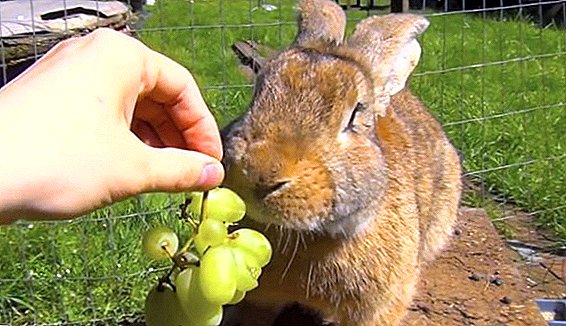 يمكن للأرانب إعطاء العنب وأوراقه