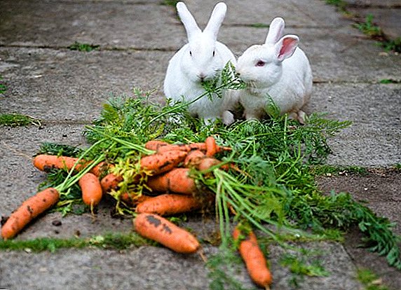 Können Kaninchen frische und eingelegte Karotten sein?