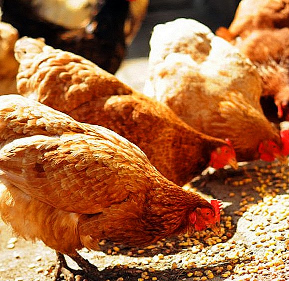 Ist es möglich, den Hühnern salzige Nahrung zu geben?