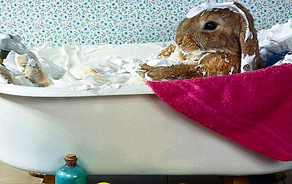 Kan jeg vaske dekorative kaniner