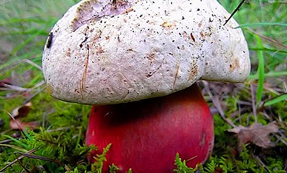 Is it possible to poison with satanic mushroom?