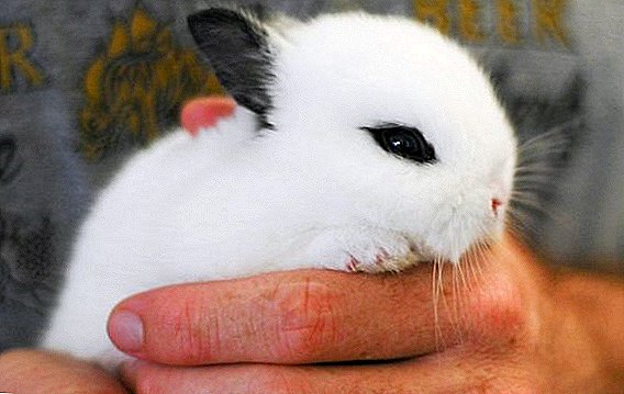 Je možné vychovávať králiky ušami