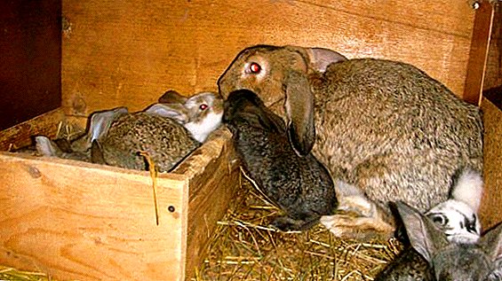 ¿Es posible plantar conejos a otro conejo?