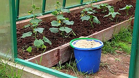 Je možné použít piliny jako hnojivo v zahradě