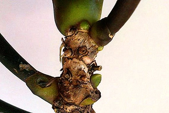 Is it possible to reanimate the orchid, if the roots are rotted, foliar application