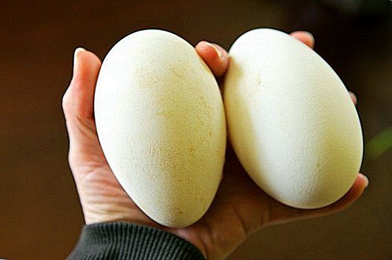 Can I eat goose eggs for food: what are their benefits and harm