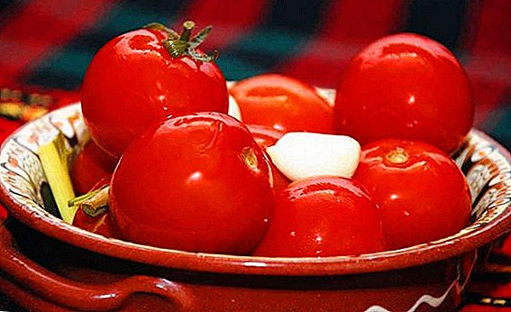 Ar galima naudoti ir kaip gaminti pomidorus su garstyčiomis po kaprono dangčiu