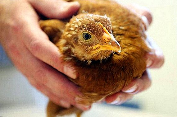 האם זה אפשרי לרפא שחפת תרנגולות