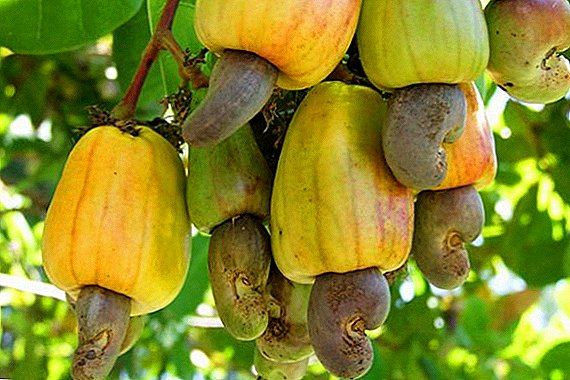 Je mogoče doma pridelati indijske oreščke?