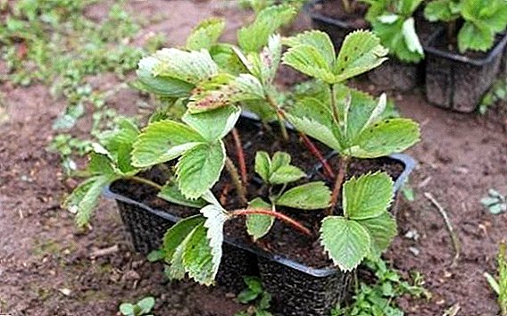 Is it possible to grow strawberries in the harsh conditions of Siberia