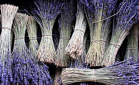 Ist es möglich, Lavendel zu Hause anzubauen, und wie das geht?