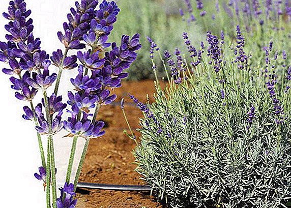Ist es möglich, in Sibirien Lavendel anzubauen?
