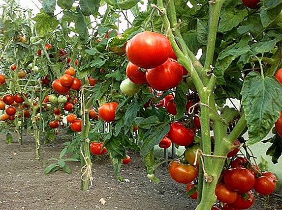 É possível cultivar tomates sem regar