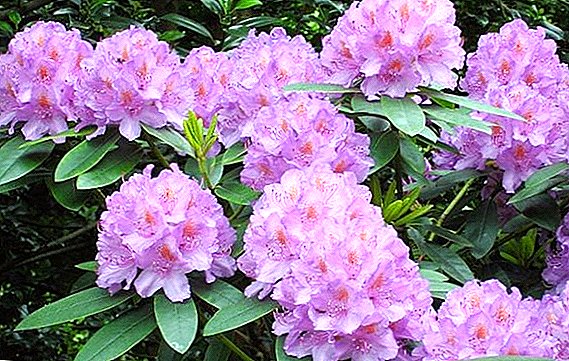 Kann man in Sibirien Rhododendron anbauen?