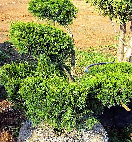 Juniper "Mint Julep": features of the species, planting and care, photo