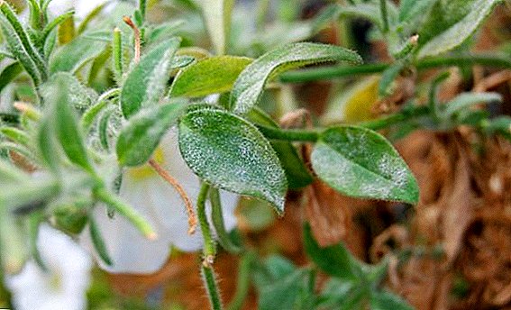 Mealy dew on petunias: prevention and control measures
