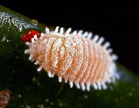 Mealybug: what is dangerous and how to fight