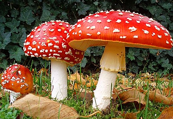 Amanita: léčivé vlastnosti a použití houby