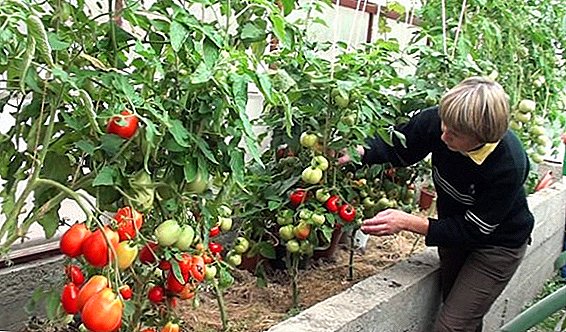Tomaten mulchen in de kas, een grote oogst tomaten krijgen