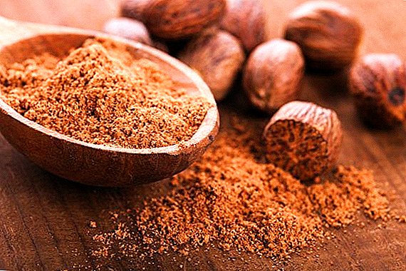 Nutmeg - the beneficial and harmful use of the fruit of nutmeg