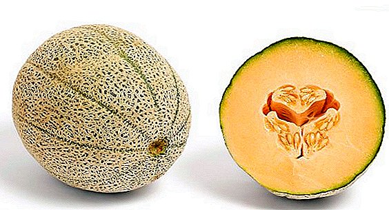 Musc melon