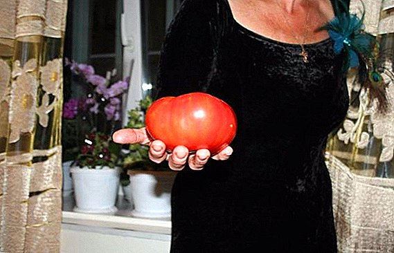 Fleshy and sugary: medium-medium-grade tomatoes.