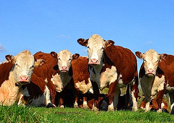 Hereford beef cattle