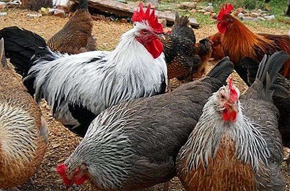 Raça de carne Dorking de galinhas - características de cultivo, descrição da raça